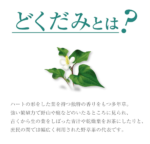 ORIHIRO -魚腥草茶 (3g×48包) - Image 3