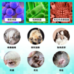 ELAIMEI 寵物潔耳液 天然無酒精含蘆薈成分洗耳水 貓狗除耳異味真菌沖洗液 - Image 3